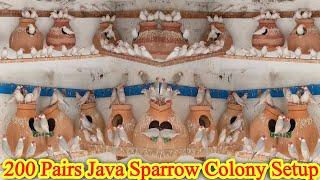 200 Pair Java Sparrow Colony | Fawn , White, Silver , Grey Java Sparrow Breeding Setup@SYEDBIRDS