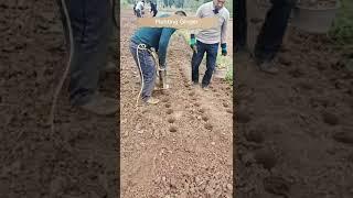 Ginger Cultivation Techniques Planting Method Number 1 #satisfying #short