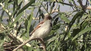 House sparrows | Common birds of India