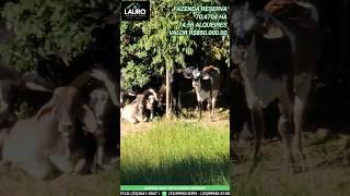 FAZENDA RESERVA GRANDE OPORTUNIDADE PRA VOCÊ FAZENDEIRO TEÓFILO OTONI MG ️33999028393 WHATSAPP