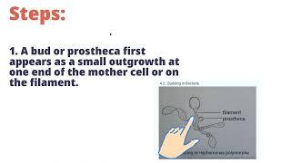 Budding &Bacteria