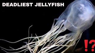 Sea Wasp - a box jellyfish