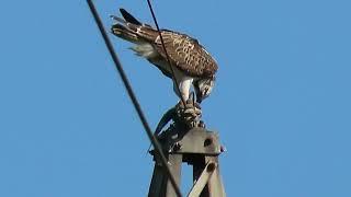 Bukoč jede ribu - Osprey - Pandion haliaetus