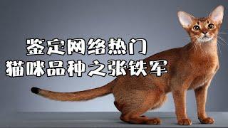 鉴定网络热门猫咪品种——张铁军