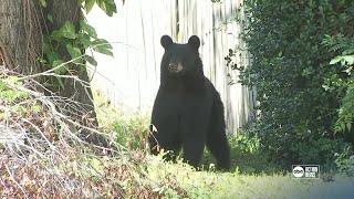 Could Florida see another bear hunt in 2025?