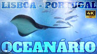 OCEANÁRIO DE LISBOA - SEE THE WONDERS OF THE OCEAN - SEA AQUARIUM IN LISBON - PORTUGAL - 4K - 2024