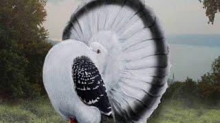 World Most Beautiful 45 Pigeons and doves Birds In The World Videos & Pictures On The Internet Ever.