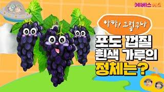 포도 껍질에 붙어있는 흰색 가루! 가루의 정체는?ㅣ포도 당분ㅣ아하! 그렇구나ㅣKBS 방송