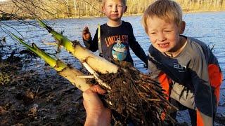 No Food Survival Camping - Foraging  Wild Edibles & Building Shelter (Axe Only Bushcraft Challenge)