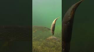 Dead baiting, underwater view. #shorts #fishing #new