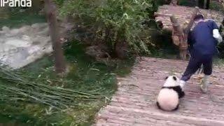 Cuddly and clingy: panda cub refuses to let go of caretaker's leg