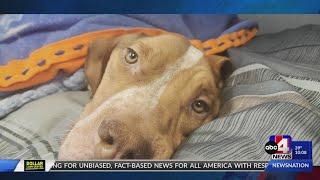 Weber County Animal Services looking for owner of emaciated dog