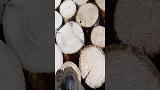 Building a Secret Off-Grid Log Cabin _ Catch _ Cook _ Start to Finish (Extended Version) #bushcraft