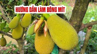  HƯỚNG DẪN LÀM BÔNG MÍT RUỘT ĐỎ XƠ VÀNG - HƯỚNG DẪN LÀM BÔNG MÍT RUỘT ĐỎ