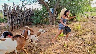 VAQUEIRO COLOCOU A MORENA PRA TRABALHAR NA ROÇA E O PI0R AC0NTECEU 🫢