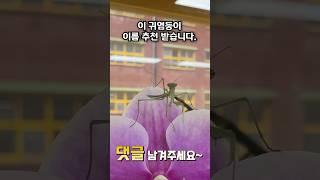 교실에서 곤충 키우기 3탄 - 사마귀