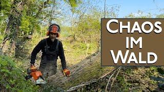 Chaos im Wald Windbruch / Sturmholz 3 Eichen mit Winde am Defender gezogen, wieder Brennholz machen