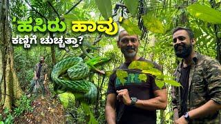 Viper Herping in Agumbe rain forest with Dr.Gowri Shankar ಹಸಿರು ಹಾವು ಕಣ್ಣಿಗೆ ಚುಚ್ಚತ್ತಾ?