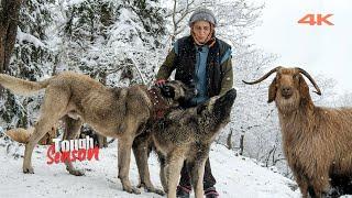 Goat Herding in Winter (Tough Capricorn Period) | Documentary ▫️4K▫️