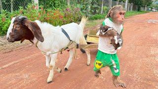 Farmer CUTIS harvests bananas to get money to rescue kittens