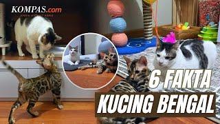 Bobby Kertanegara Punya Adik Kucing Bengal, Kenali Fakta Menariknya!