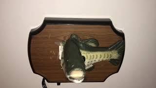 RC Billy Bass: Rocking Fish Songs