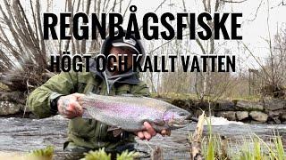 Regnbågsfiske i högt och kallt vatten - Full video på Patreon