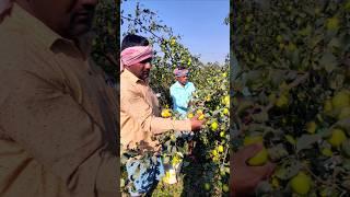 Watch & Enjoy: Incredible Farmers Harvesting Apple Ber or আপেল কুল #shorts