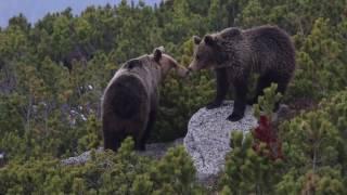 The secret world of the Carpathians