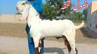 top quality ke breeder Bakray Ajmal TV Hasilpur