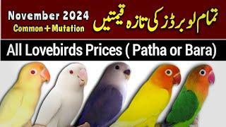 All lovebirds new prices 2024 | love birds price in Pakistan