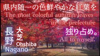 長野県伊那市 大芝高原 多目的広場 2024~2025  県内随一の色鮮やかな紅葉の名所。