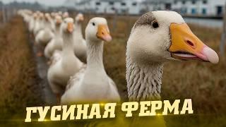 Гусиная ферма. Как это сделано
