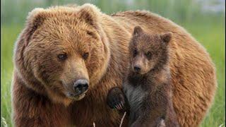 Grizzly Bears of Yellowstone - Documentary