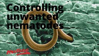 Neutrog TV | Controlling unwanted nematodes in your garden + WhoFlungDung