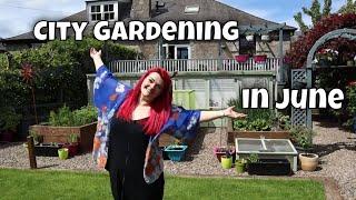 Growing Fruit & Veg in a City Garden - June Garden Update / MoggyBoxCraft