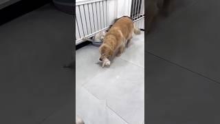 THIS DOG HELP THE CAT ⁉️#viralshorts #cutedog #cutecat