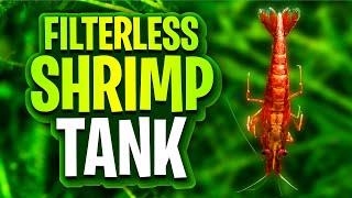 Filterless Shrimp Tanks - A Deep Dive On Planted Cherry Shrimp Tank Setups (Walstad Method Friendly)