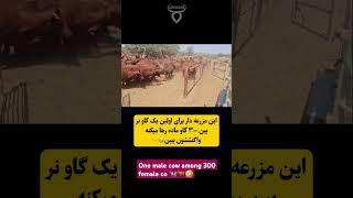 یک گاو نر بین ۳۰۰ گاو ماده رها می‌شود  #youtubeshorts  #shorts  #short