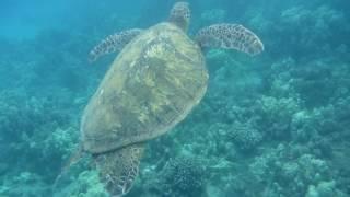 Maui Snorkeling, Turtle@ Kahekili Beach August 2016