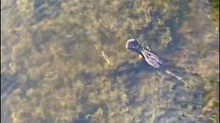 Anhinga (bird) Swimming Underwater #wildlife  #birds