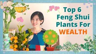 TOP 6 Feng Shui Plants for Wealth | Lucky Feng Shui Plants