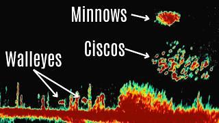 Mastering LiveScope: A Complete Guide to Reading Your Sonar