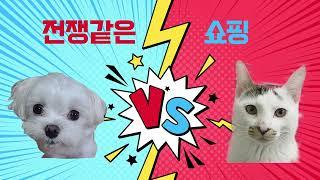 전쟁같은 쇼핑 #강아지수제간식 #강아지케이크# 댕댕이 vs 냥이