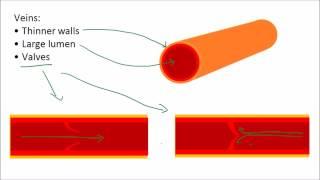 Blood & Blood Vessels | GCSE Science | Biology | Get To Know Science