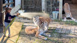 THE REACTION OF A GIANT MINI PIG AND LYNX TO A SHOWER / Bobcat Rufus fell in love with the chair