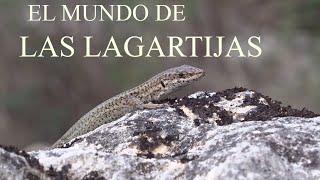 Episodio vigesimo sexto : El mundo de las lagartijas