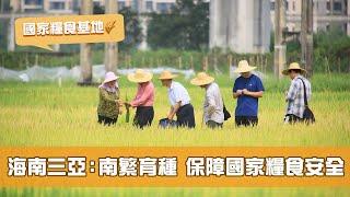 《科技探索 城市創新動力》第13集 海南三亞：南繁育種 保障國家糧食安全