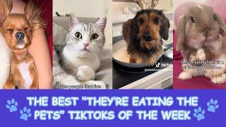 The Best “They’re Eating The Pets” TikToks Compilation🩷