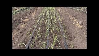 Transplanting our huge onion  farm in Kenya| onion farming